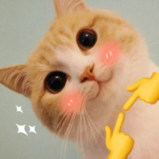 Telegram Sticker «Крутые коты» 🔥