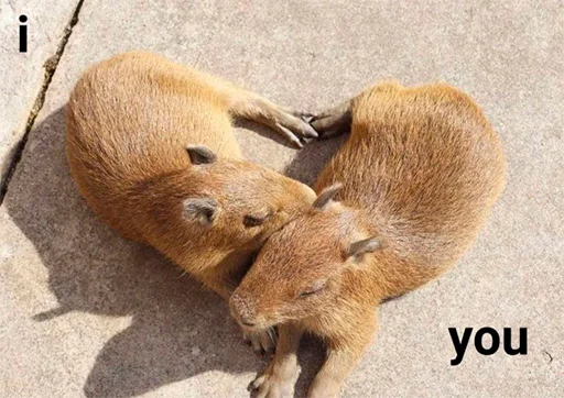 Telegram stikerlari Capybara's world