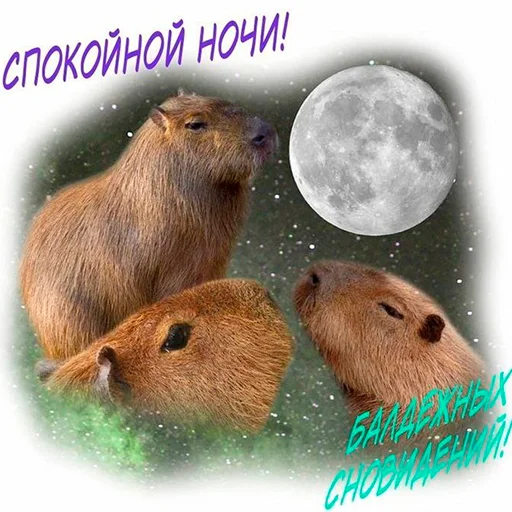 Стикер Capybara's world 💋
