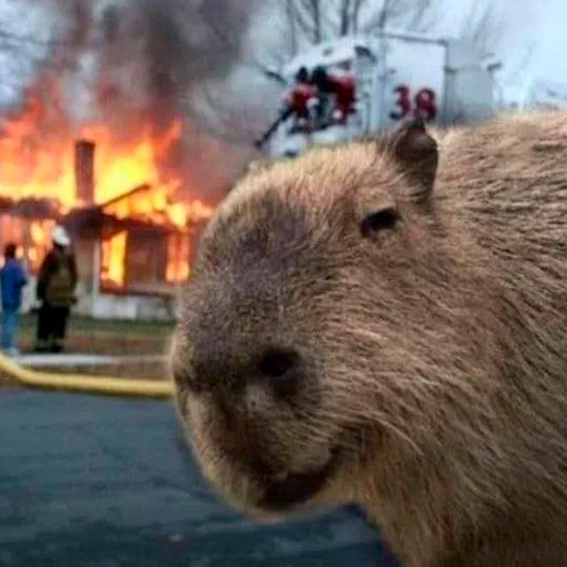 Capybara's world emoji 😏