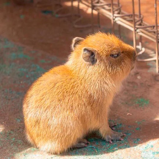 Capybara's world stiker 😤