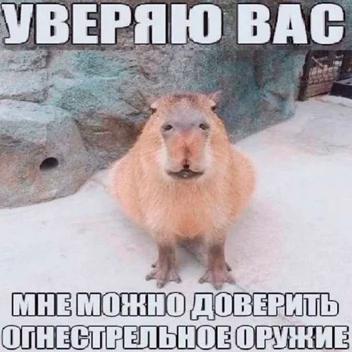 Стікер Capybara's world 🤭