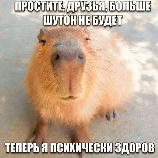 Capybara's world sticker 😀