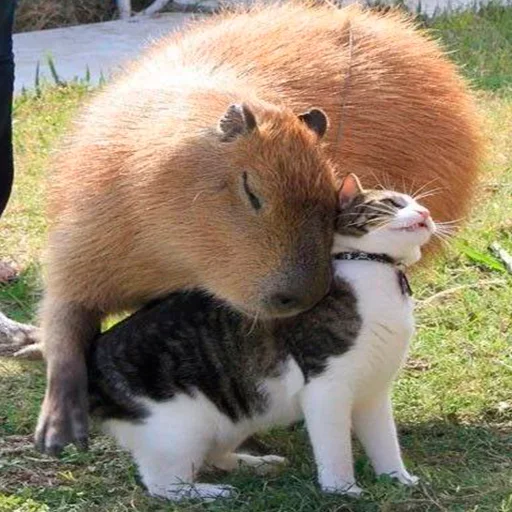 Стикер Capybara's world 🥰