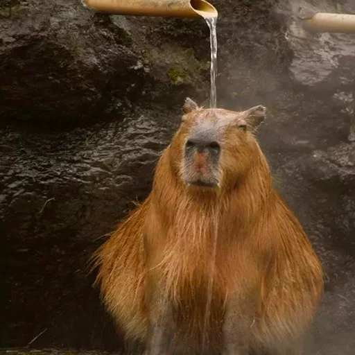 Стікер Capybara's world 🤤