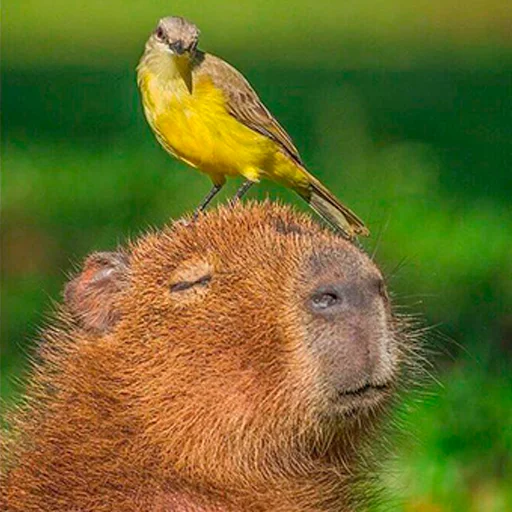 Capybara's world sticker 😌