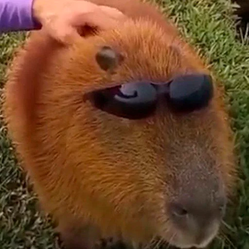 Capybara's world emoji 😎