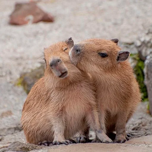 Capybara's world emoji 💋