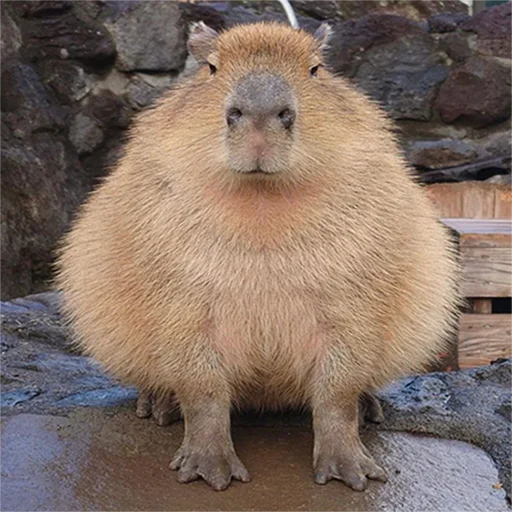 Capybara's world emoji 🥵