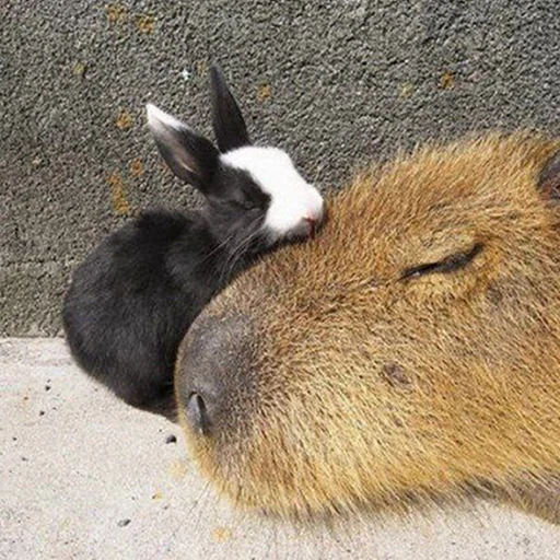 Capybara's world emoji ❤️