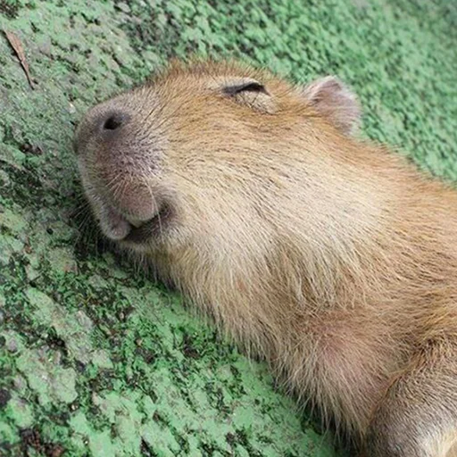 Capybara's world emoji 😁