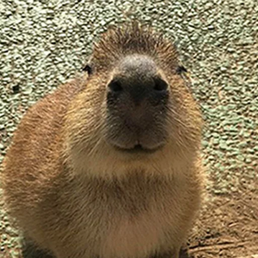 Capybara's world sticker ☺️