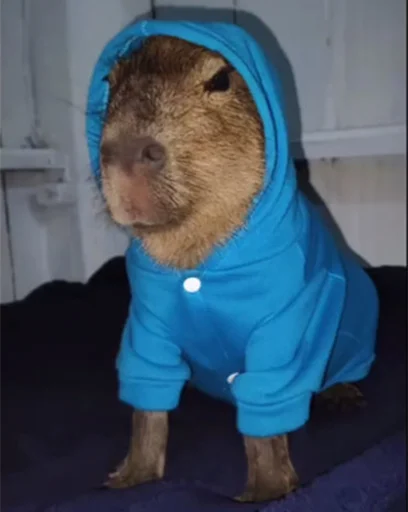 Стікер Capybara's world 🤨