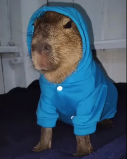 Стикер Capybara's world 🤨