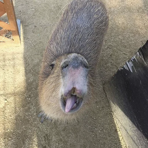 Стикер Capybara's world 😃
