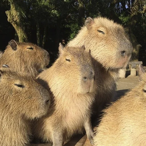 Capybara's world sticker 😴