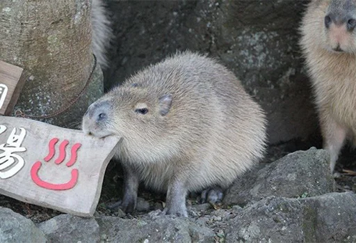 Capybara's world sticker 😡