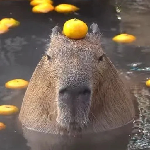 Capybara's world emoji 😑