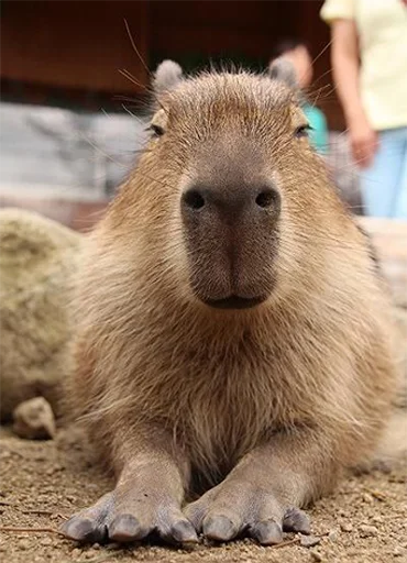 Capybara's world sticker 😏