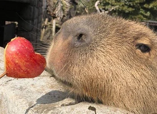 Стікер Capybara's world ❤️