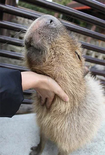 Стикер Capybara's world ☺️