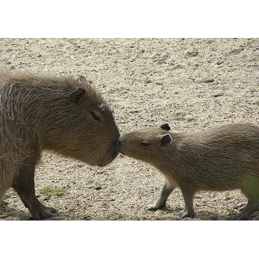 Capybara's world sticker 💋