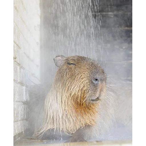 Capybara's world emoji 🤤
