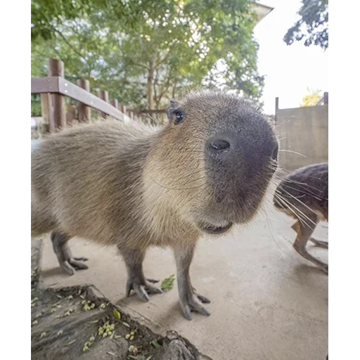 Capybara's world sticker 🙂