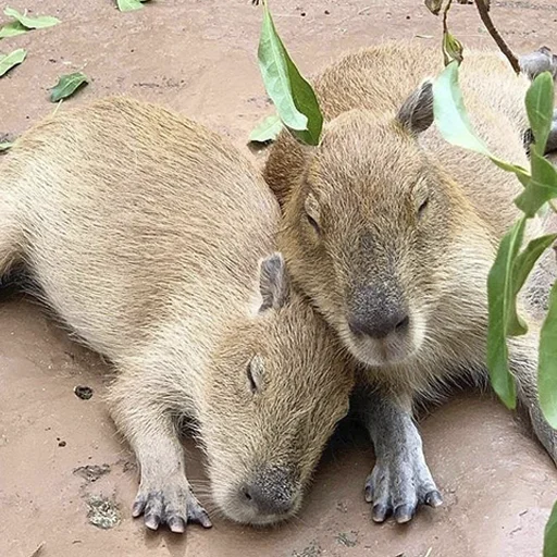 Стикер Capybara's world ❤️