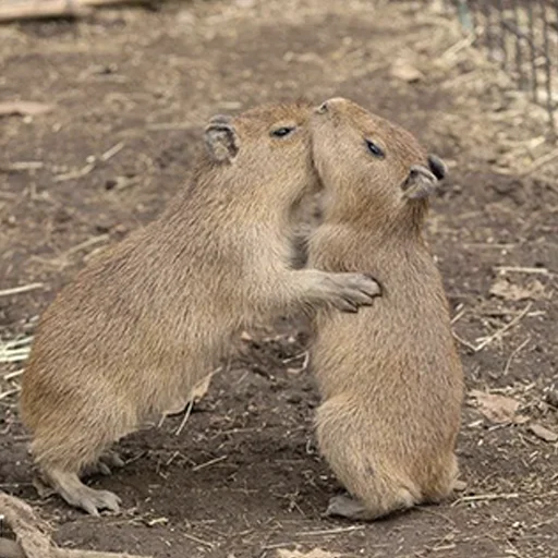 Стикер Capybara's world ❤️