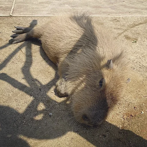 Стикер Capybara's world 😕
