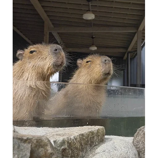 Стикер Capybara's world 😌