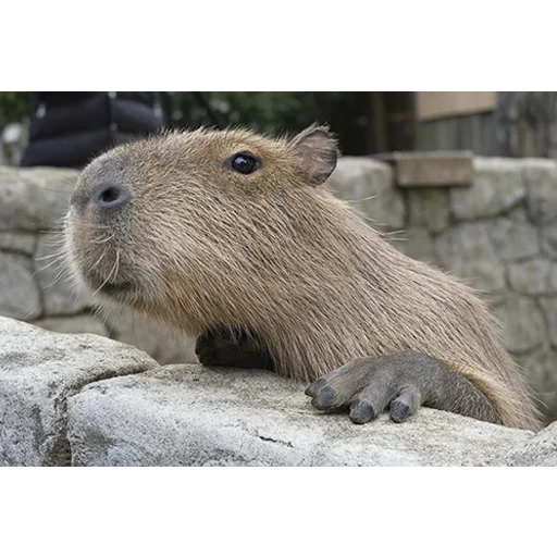 Capybara's world emoji 😯