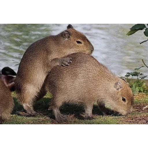 Capybara's world emoji 🥵