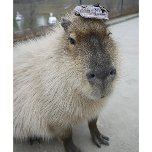 Capybara's world sticker 👒