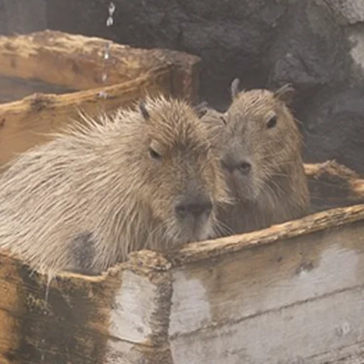 Стікер Capybara's world 🤔