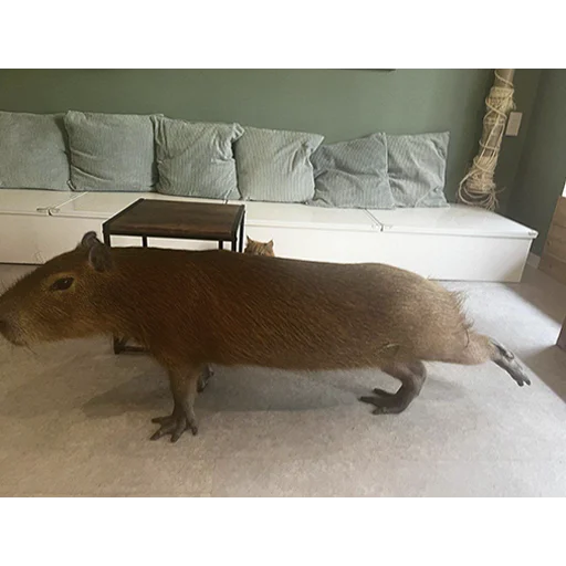 Стикер Capybara's world 💪