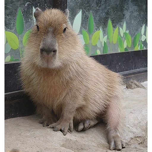 Capybara's world sticker 😏