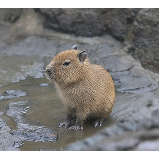 Стикер Capybara's world 🤔