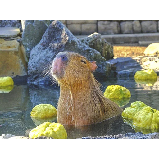 Capybara's world emoji 🤤