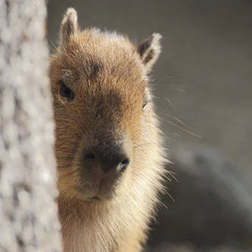 Стікер Capybara's world 🤔