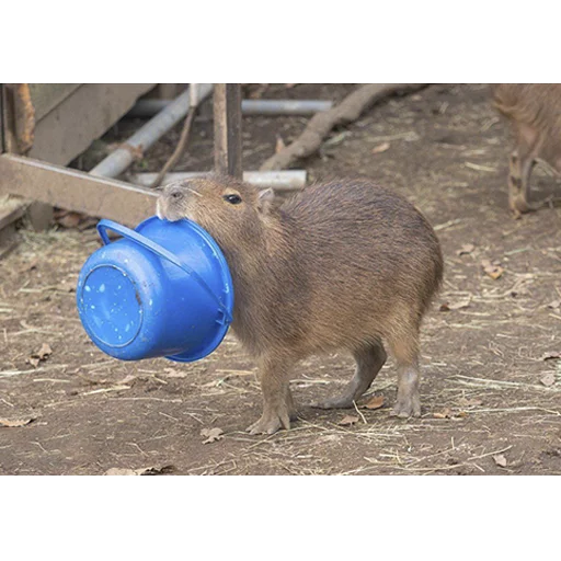 Capybara's world emoji 😋