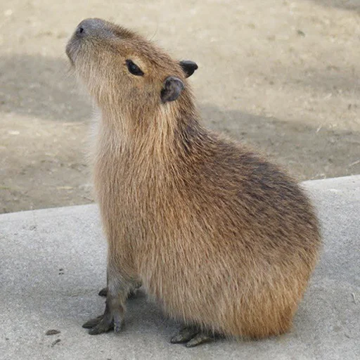Capybara's world sticker 😤