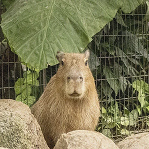 Стикер Capybara's world 😲