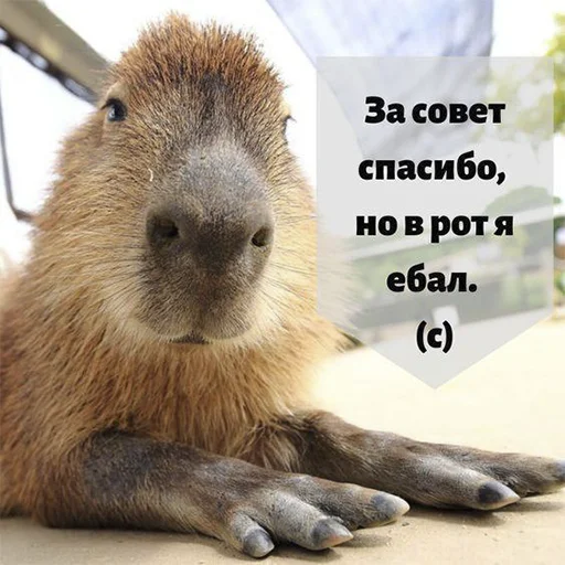 Стикер Capybara's world 😏