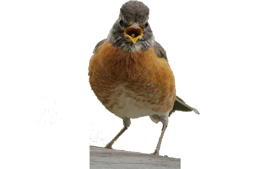 Telegram stiker «Crazy Birds» 😉