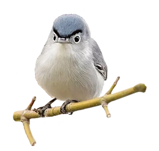 Telegram stiker «Crazy Birds» 😟