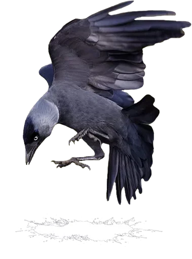 Telegram Sticker «Crazy Birds» 🤨
