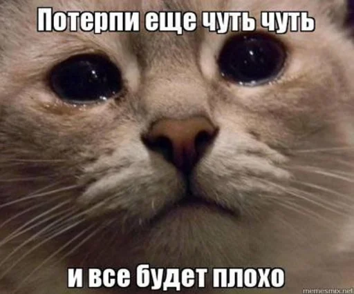 Crying cats v. 2 sticker 😣