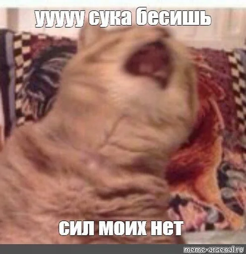 Telegram Sticker «Crying cats v. 2» 😤